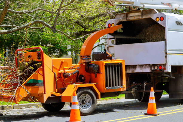 How Our Tree Care Process Works  in  Sand Lake, MI